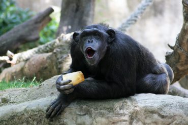 Chimpancé Zoo Barcelona