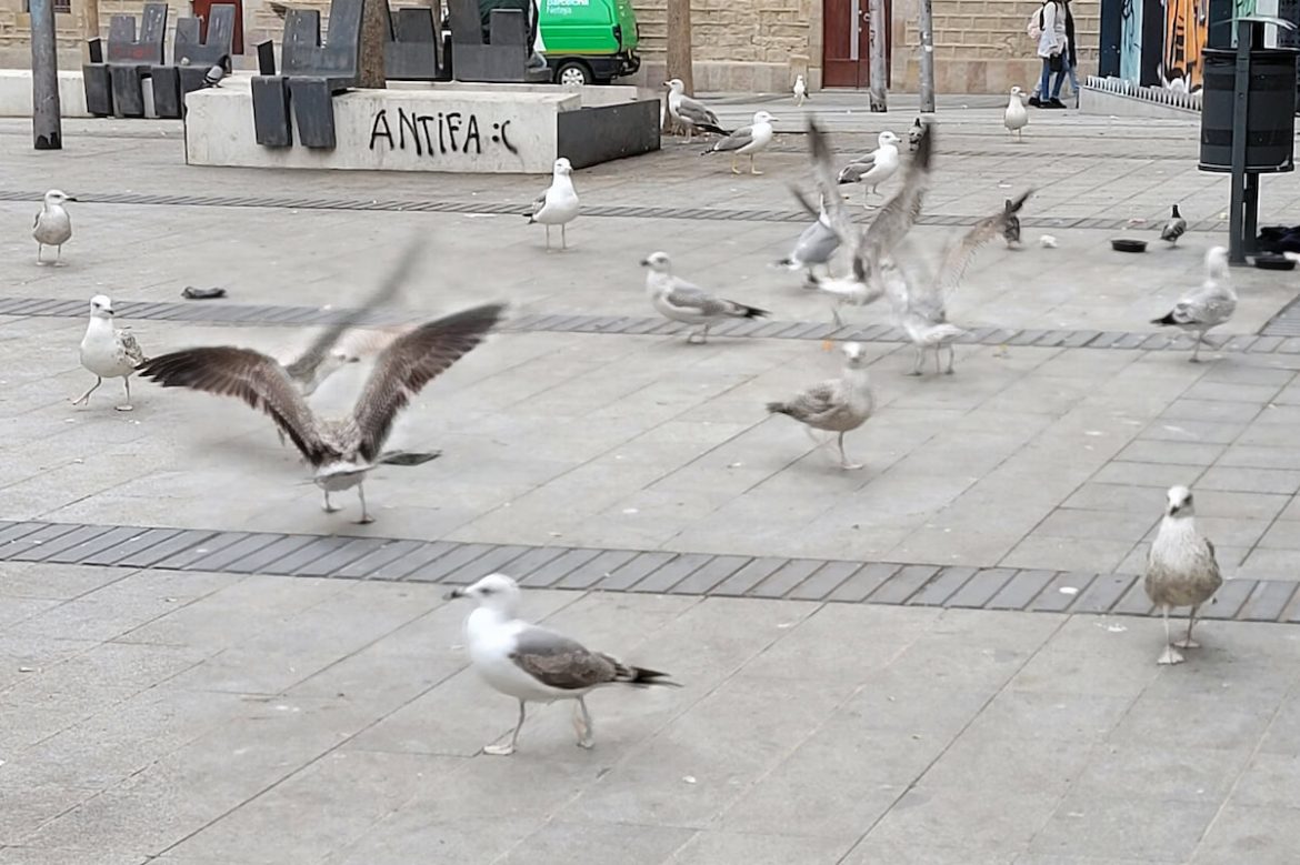 Gavines plaça Gardunya la boqueria