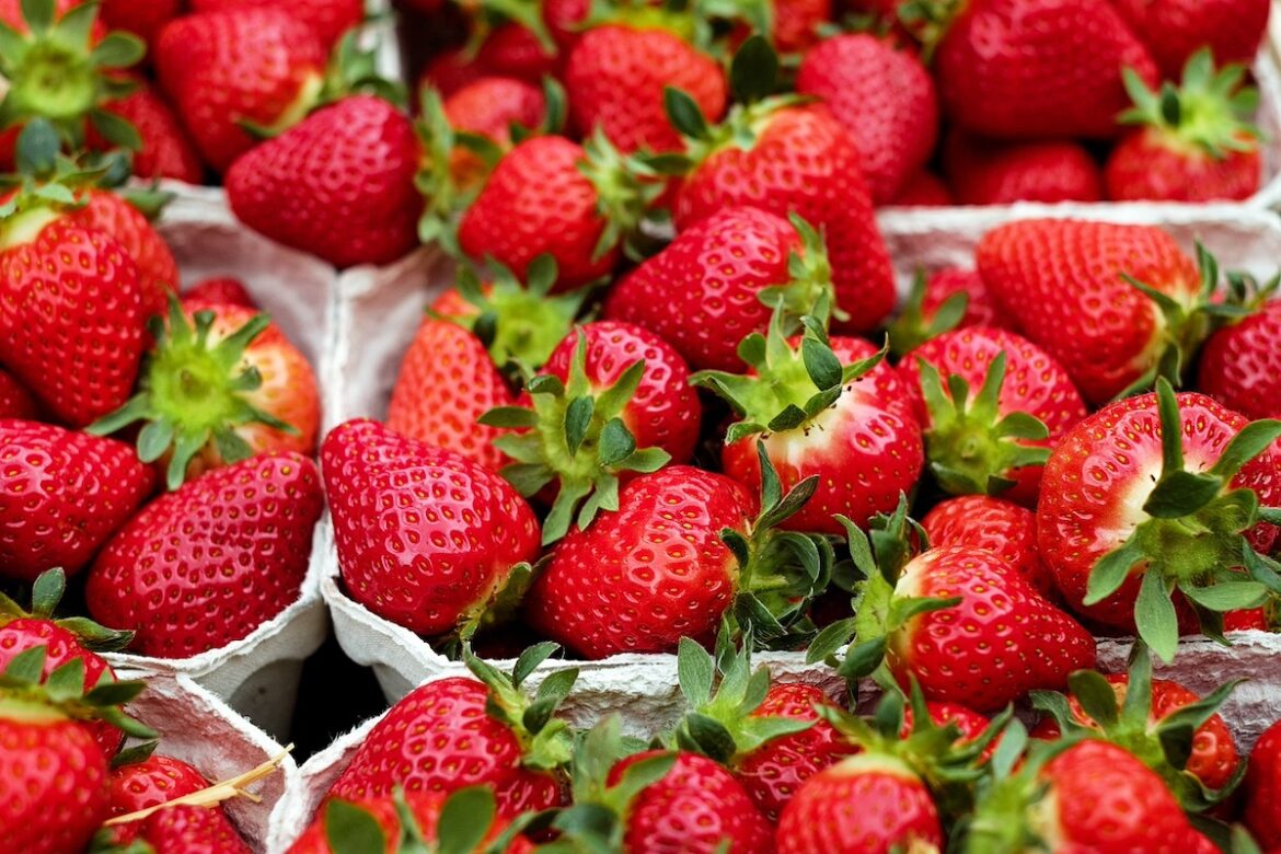 Cultivo de fresas.