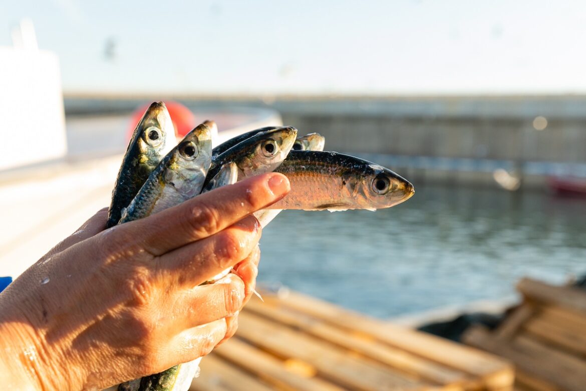 Campaña 'I tota la pesca' de la Generalitat.