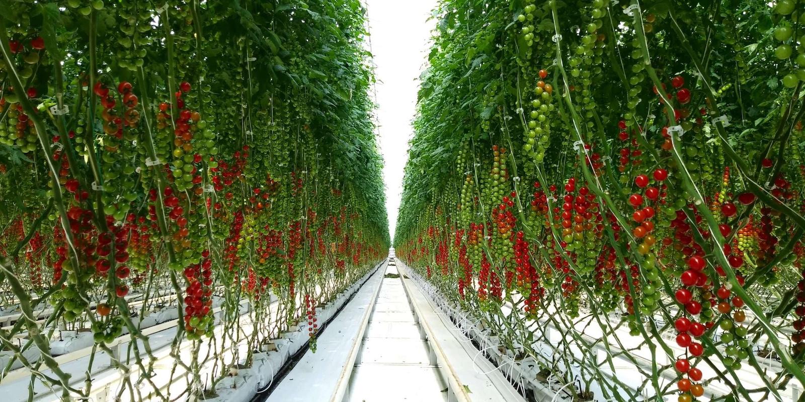 Tomates cultivados con sistema hidropónico.